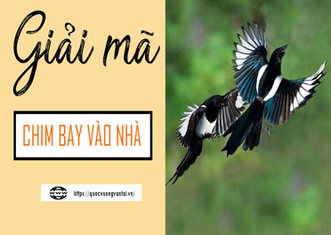 Chim bay vào nhà là điềm gì? Điềm báo tốt hay xấu cho gia chủ