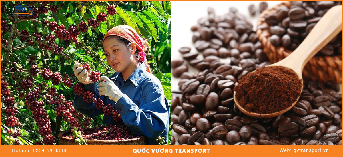Vén màn bí mật cách thu hoạch và vận chuyển cafe tại cao nguyên