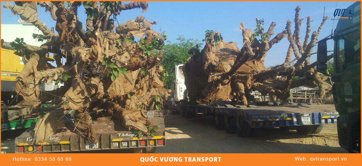Bí quyết vận chuyển cây cảnh an toàn, tránh chết cây bằng xe tải 